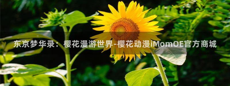 omofun官方网：东京梦华录：樱花漫游世界-樱花动漫iMomOE官方商城